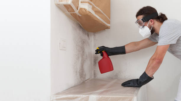 Professional Attic Mold Removal technician working in Hines, OR