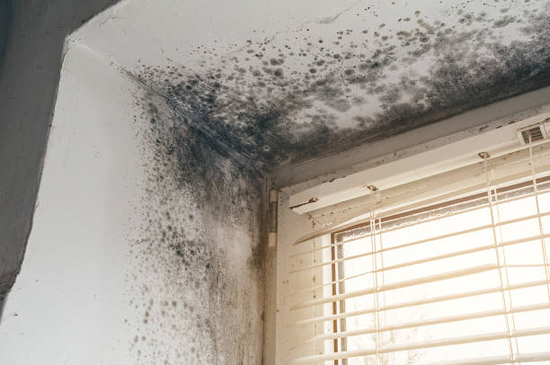 Affordable Attic Mold Removal solutions in Hines, OR