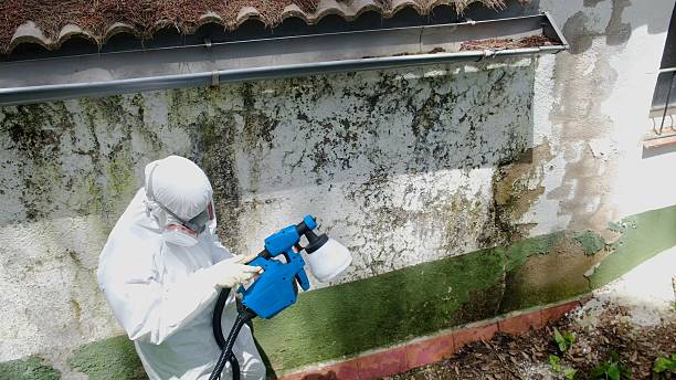 Top rated local Attic Mold Removal specialists in Hines, OR